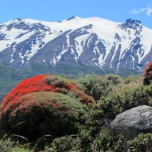 Red bush with another mountain of the Campo de Hielo Sur